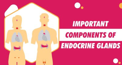 important-components-of-endocrine-glands-guest-post-628b7502dd5e5.jpg