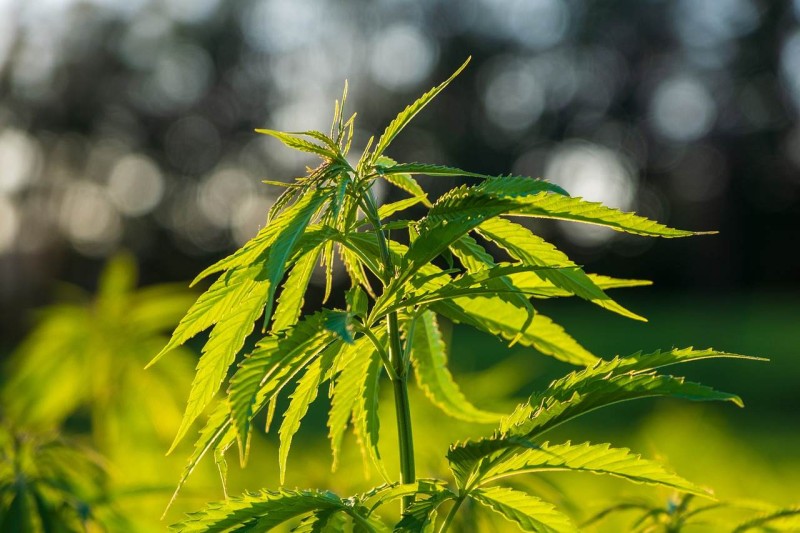 Applications from the Past and Contemporary Insights on CBD in Traditional Herbal Medicine