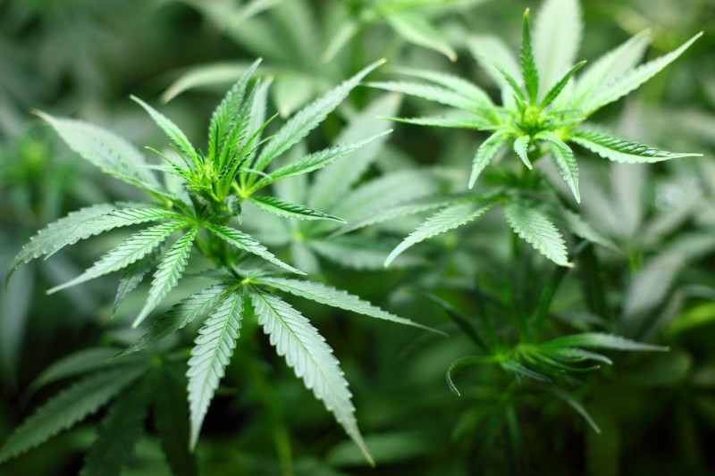 marijuana-61b3bd3e4d8fb.jpg
