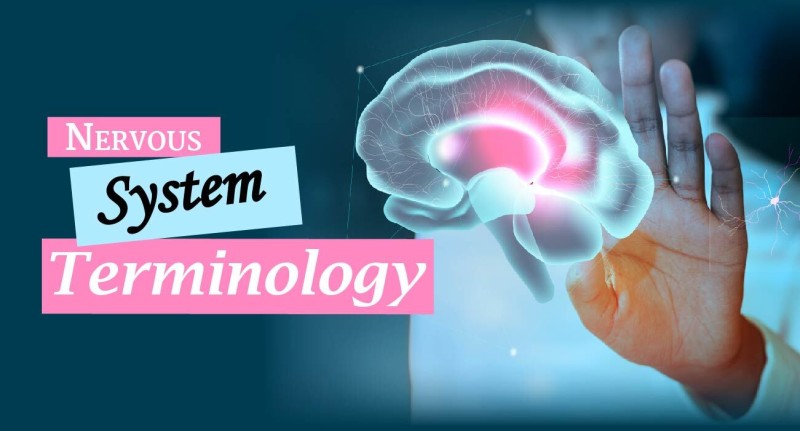 nervous-system-terminology-6272c4b3372a1.jpg